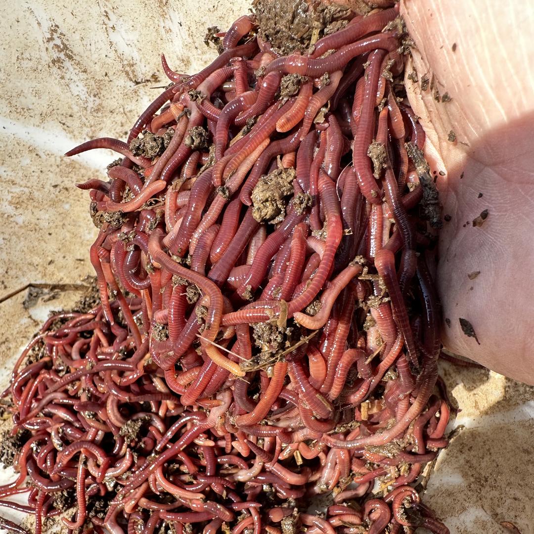 小帅蚯蚓养殖基地