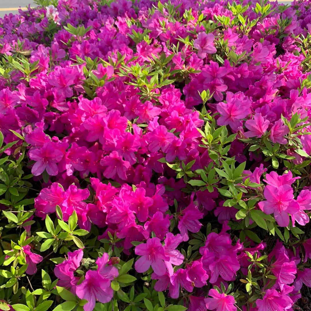 漂泊的人ヽ( ⌒ω⌒)人(=^‥^= )