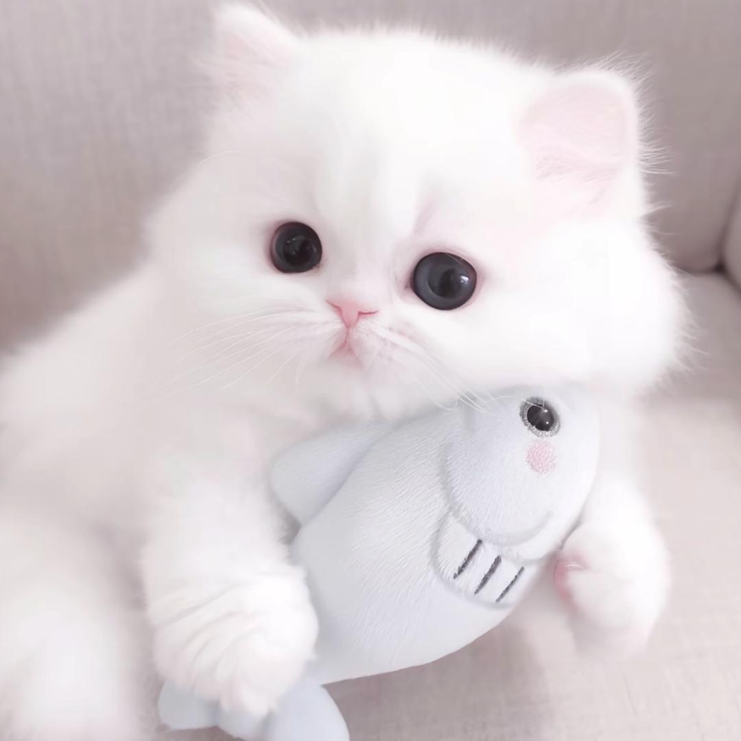 悲伤猫猫头