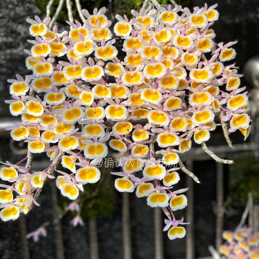 确认w就是花痴