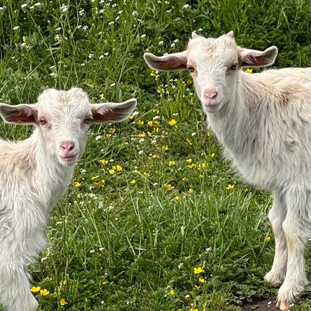 祁连牧垸清真肉制品特产店