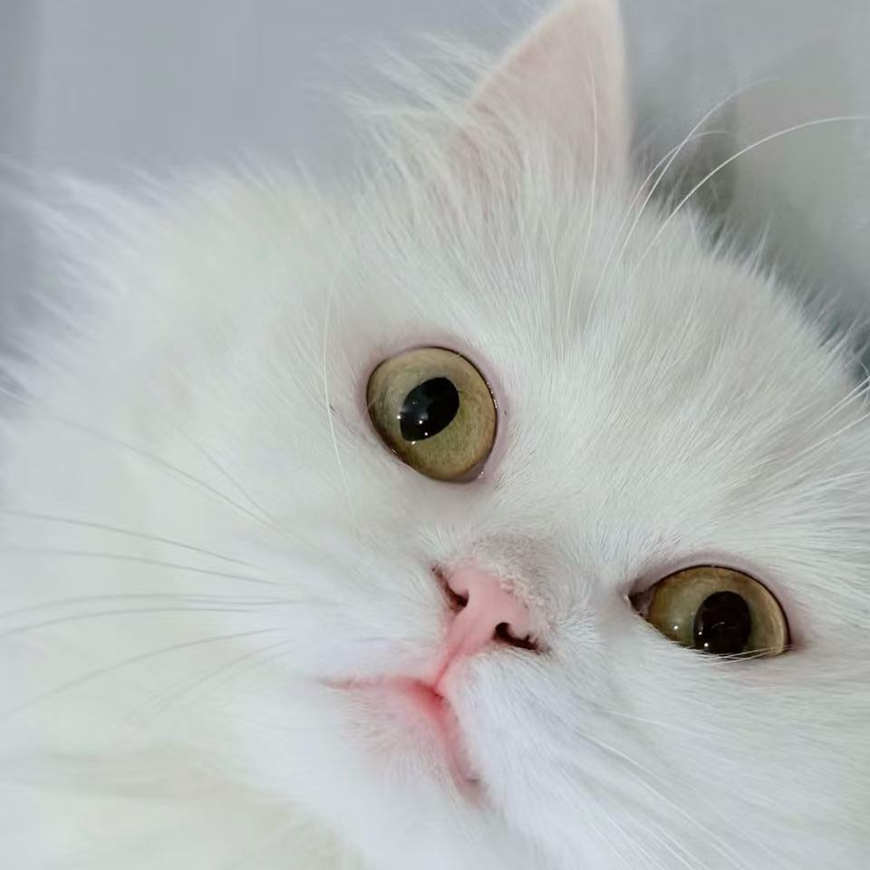 白一万