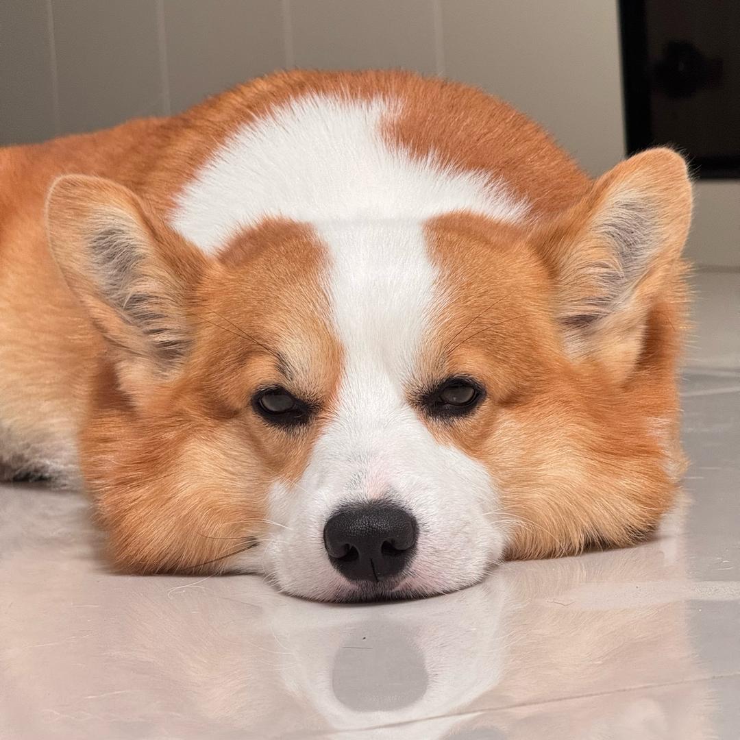 豆芽儿是只尾巴基