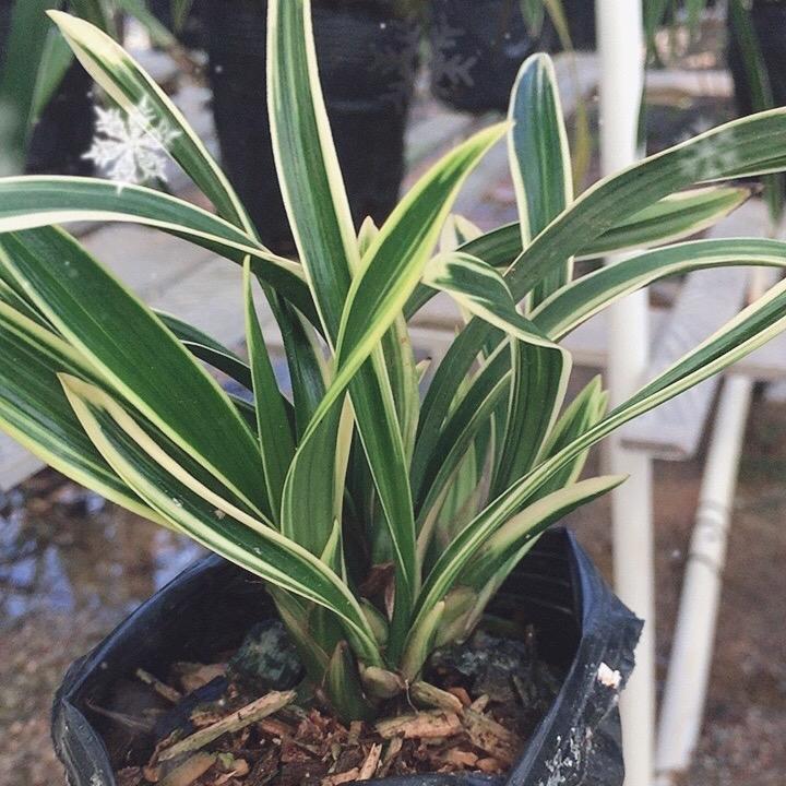 六记兰花小芸