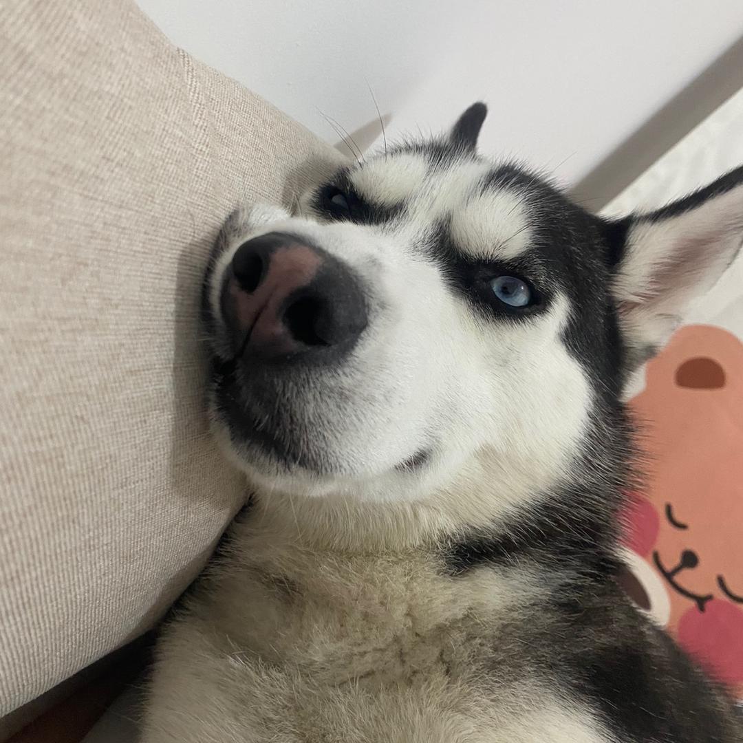 修哈多比呀