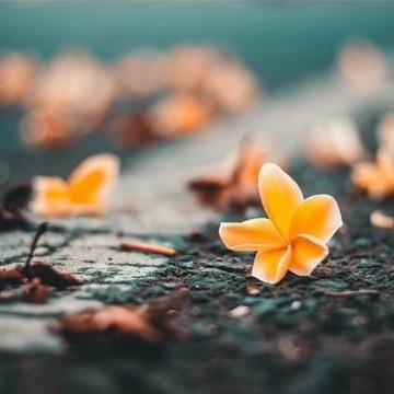 夏菡好物