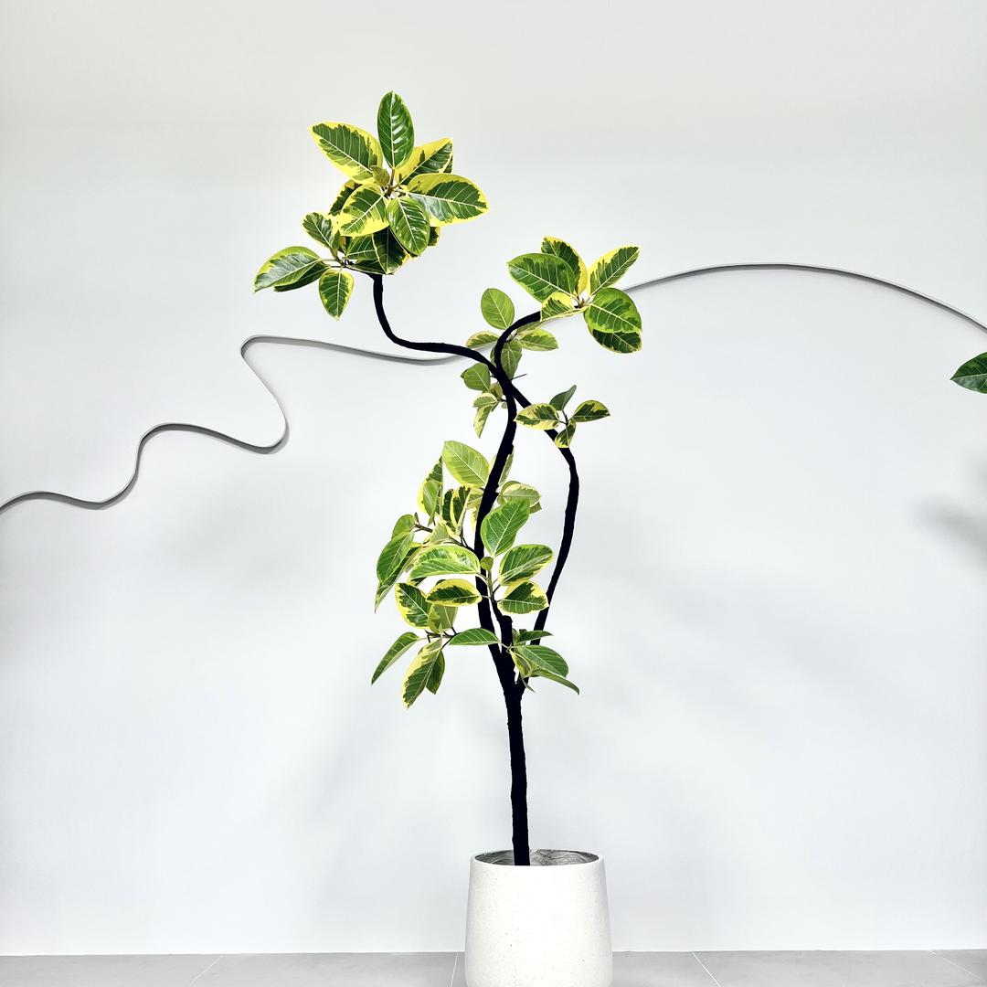 花苞花卉绿植店