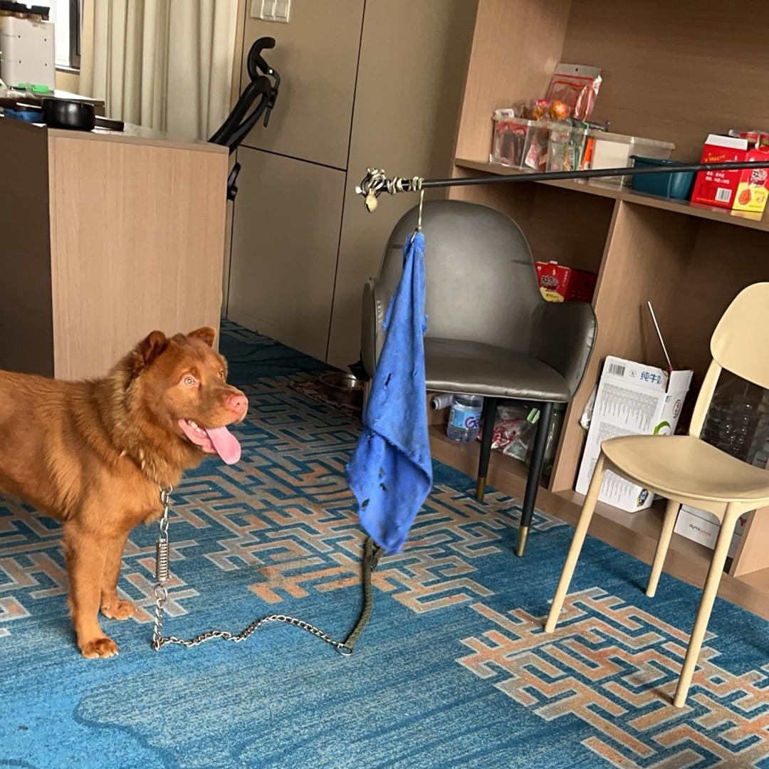 中华田园犬养殖🐕（小威）