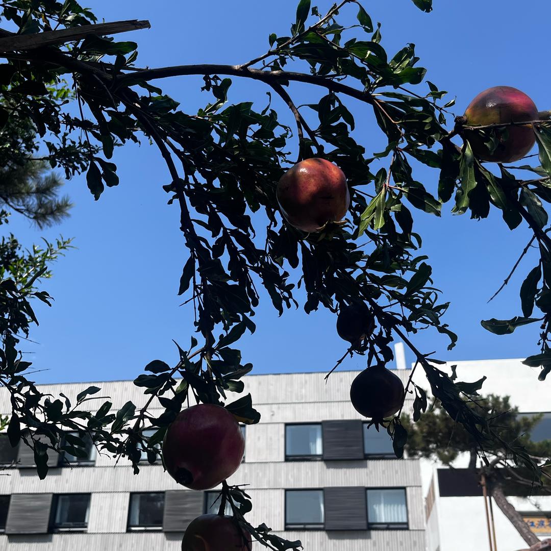 合鑫 云庐小金鱼💫