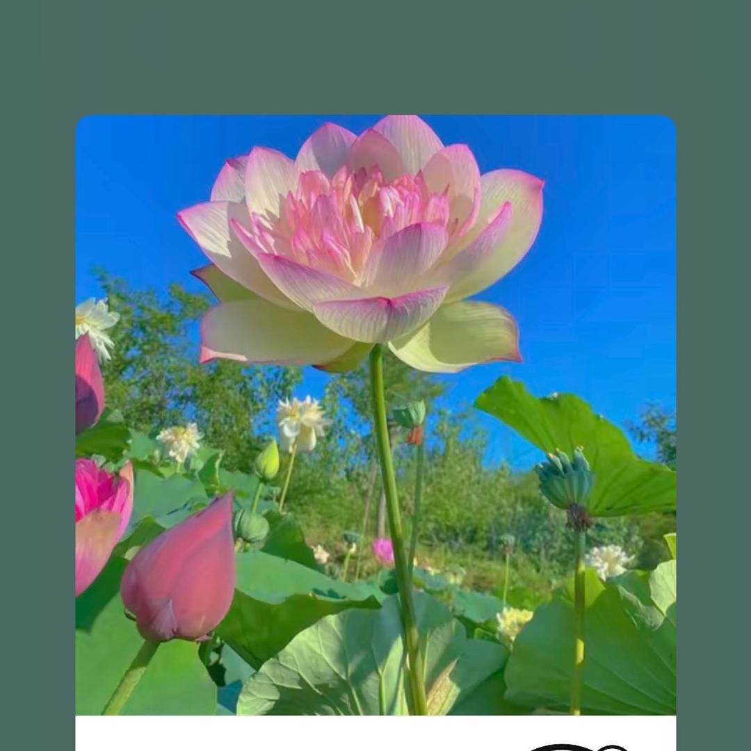 游遍祖国大好河山工工