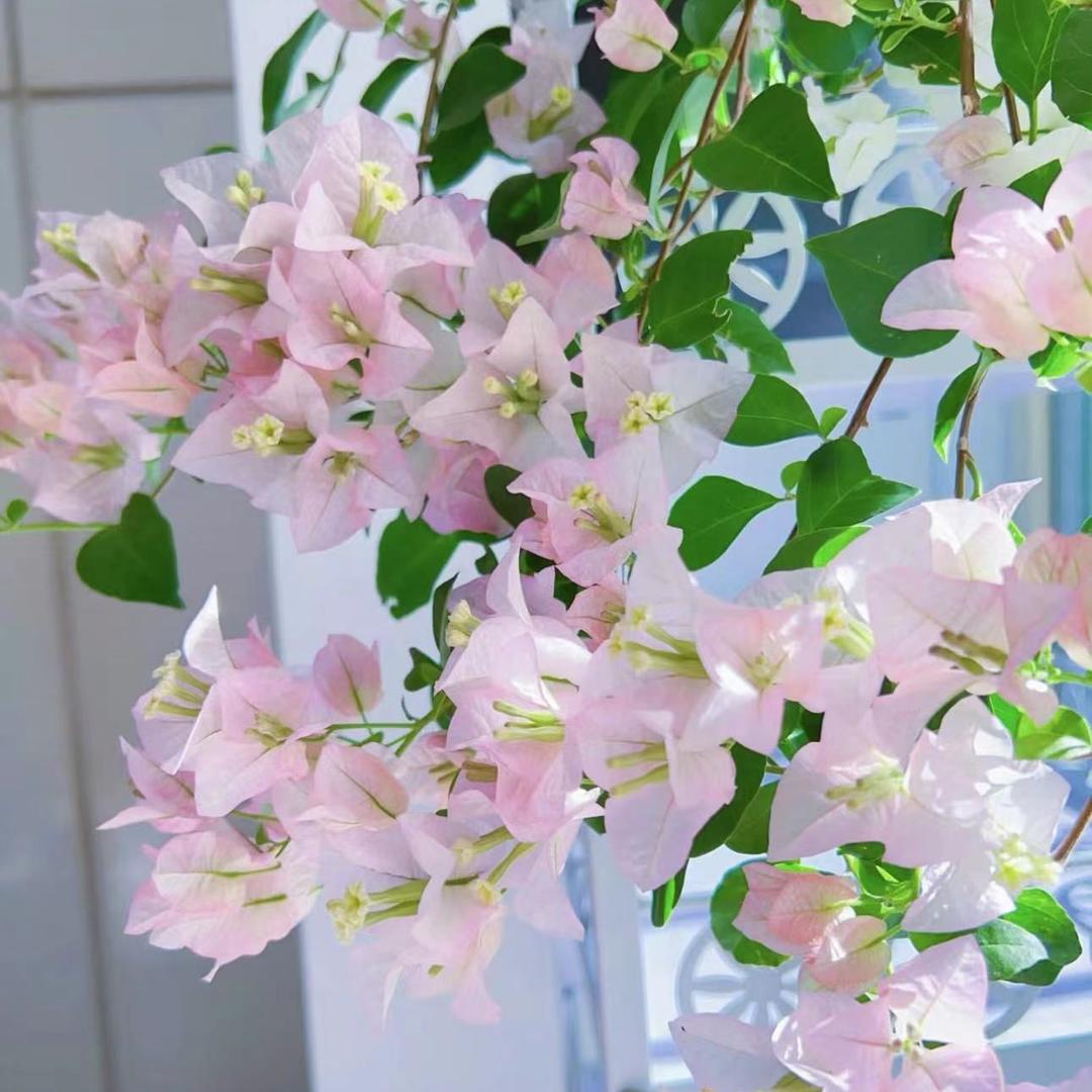 花之韵坊