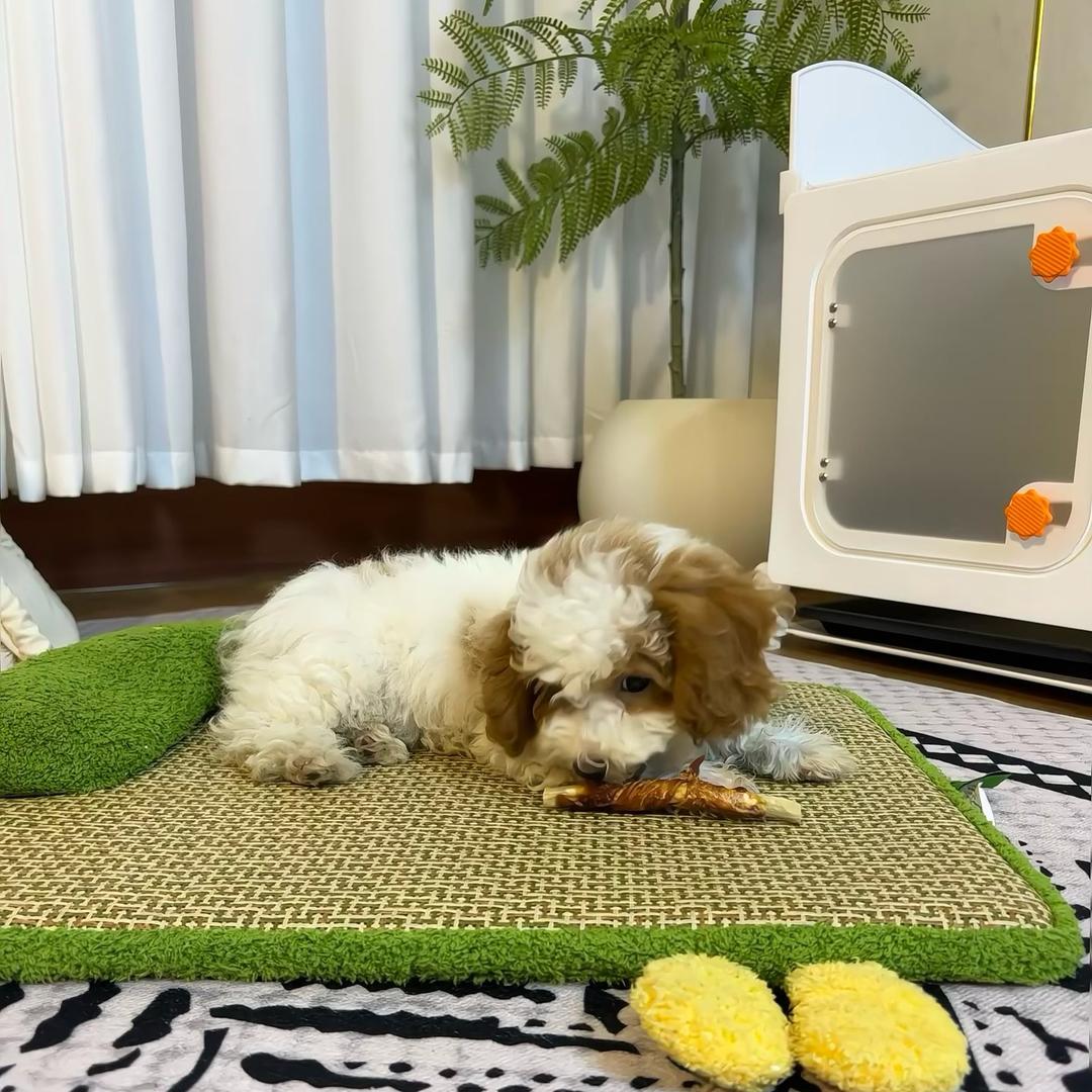 六姐家的汪汪队