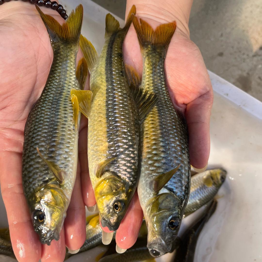 石斑鱼养殖基地