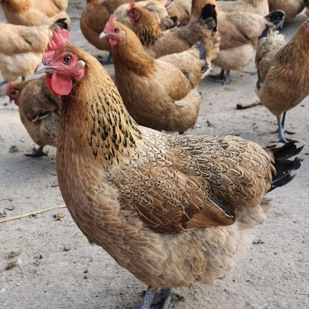 林家散养土鸡