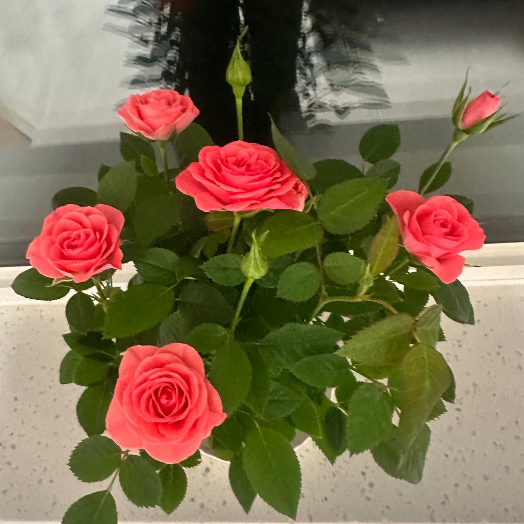 一支🌹
