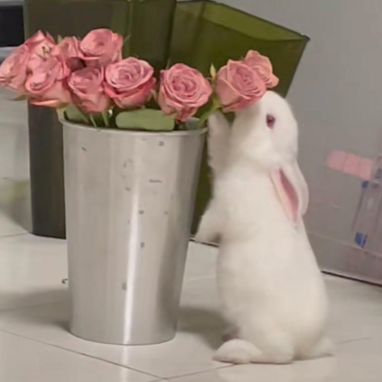 zhuzhuzhu