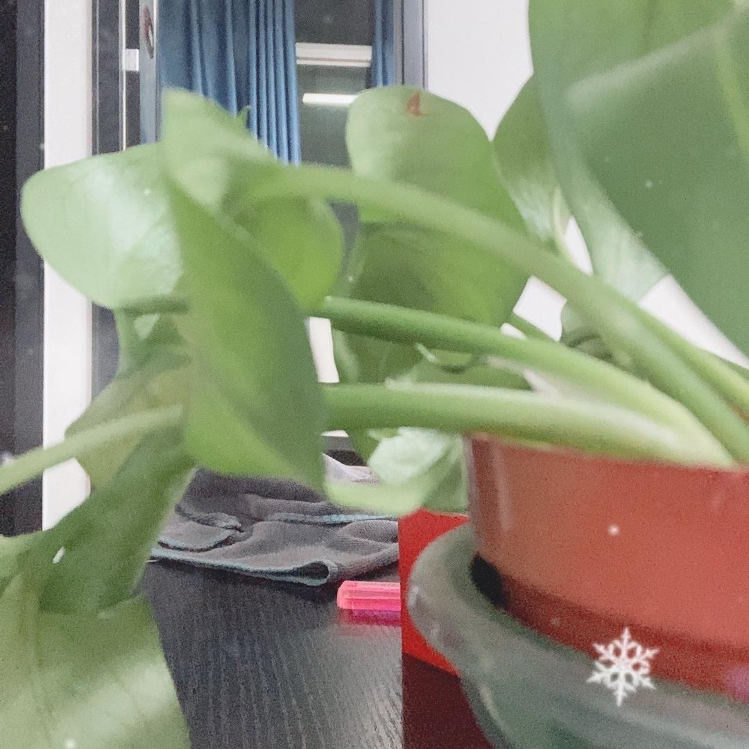 广州高采商贸商行（个人独资）