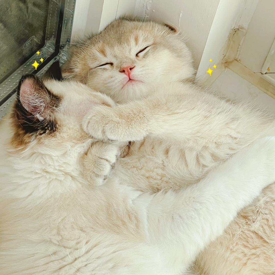 🐟鱼老师和他的猫主子🐱