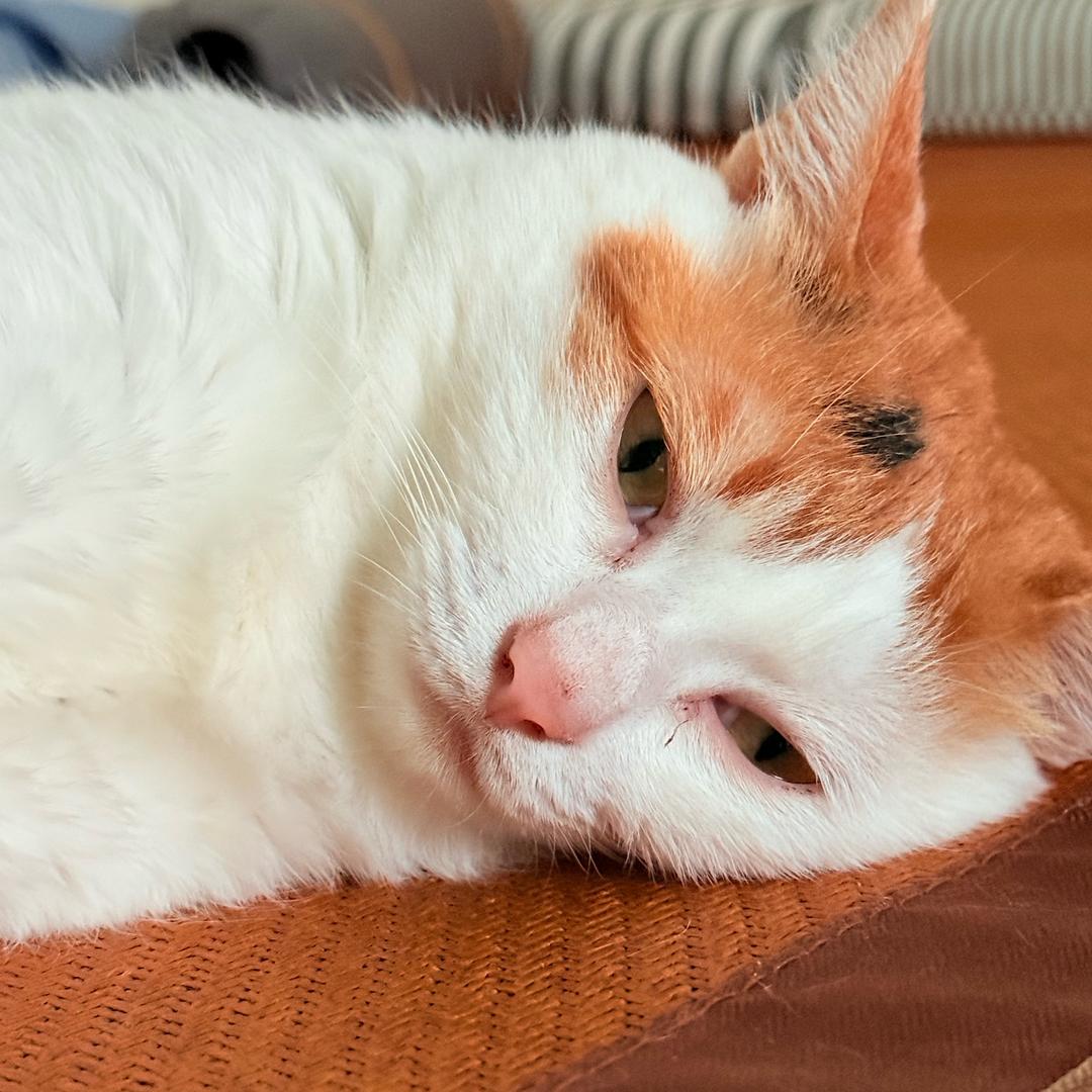 小猫咪咪