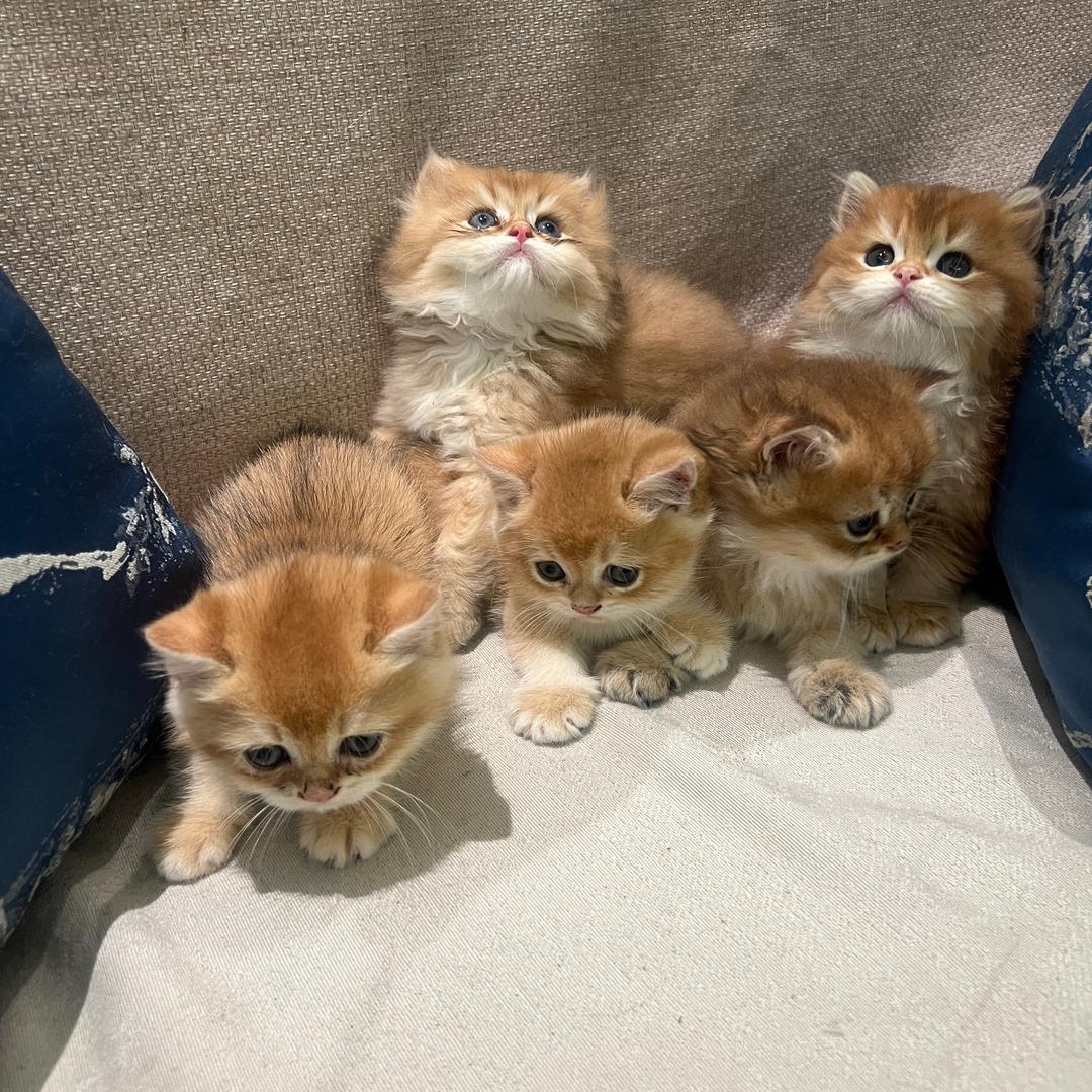 家有二喵🐱