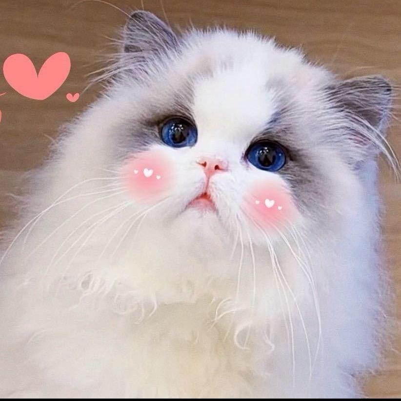 娃娃星球布偶猫🐱🐱🐱🐱🐱
