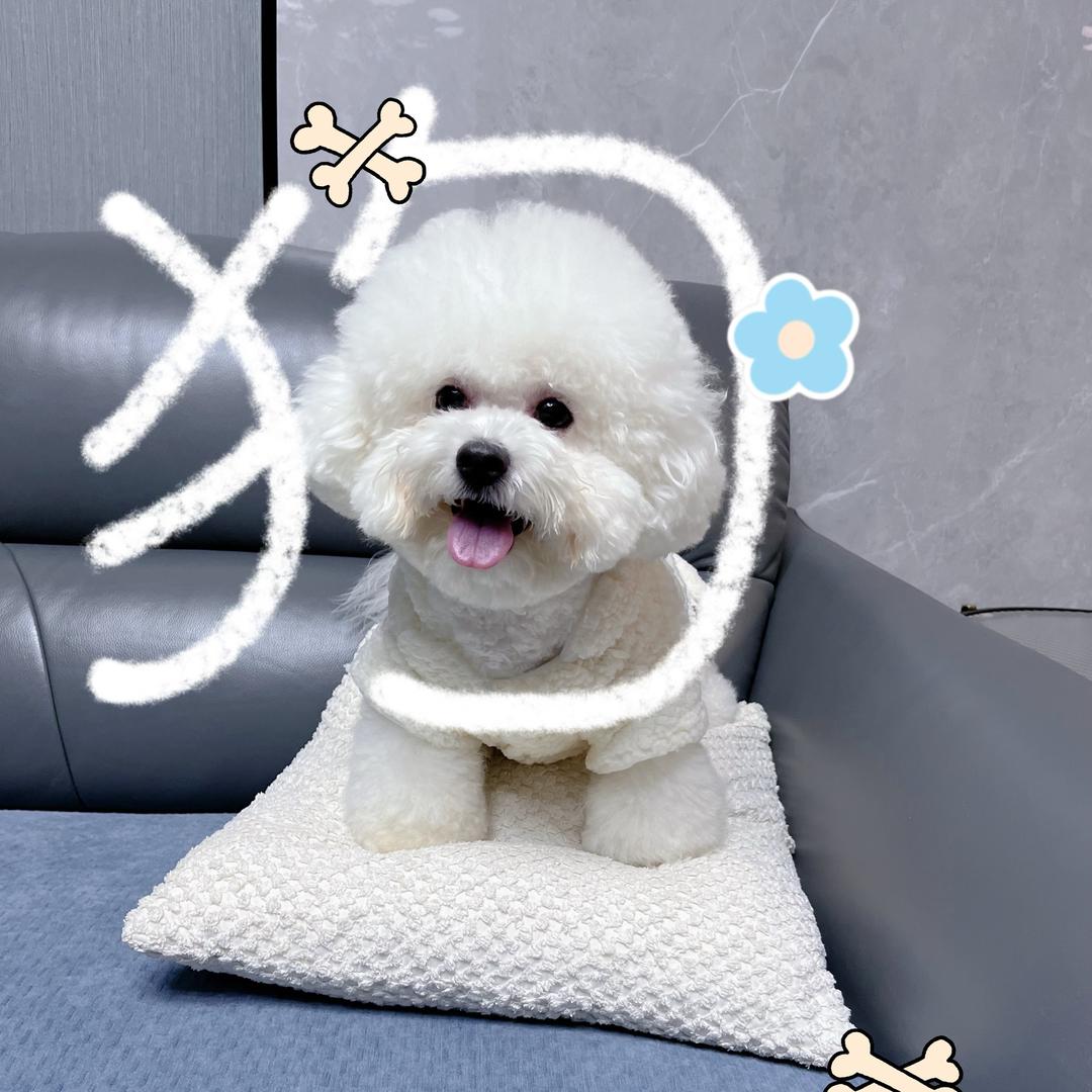 9月是比熊