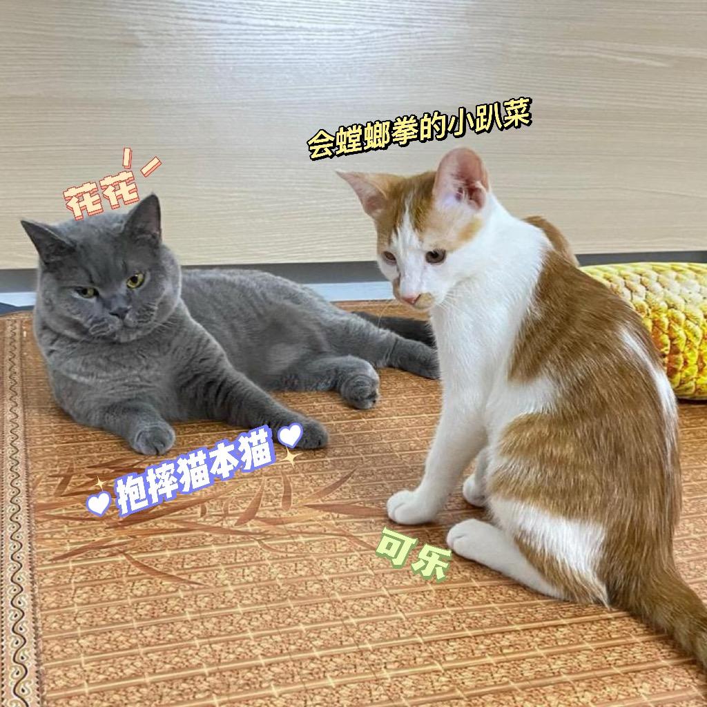 可乐是个大聪明