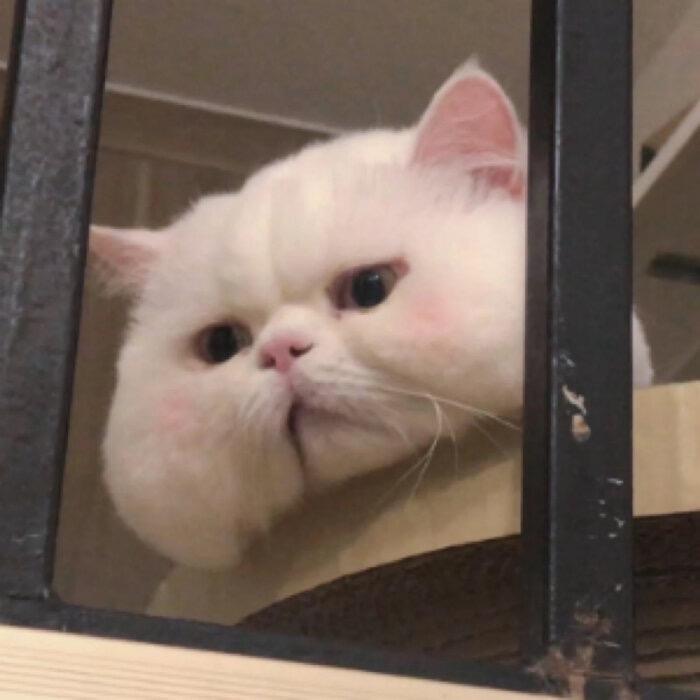 临渊羡娱