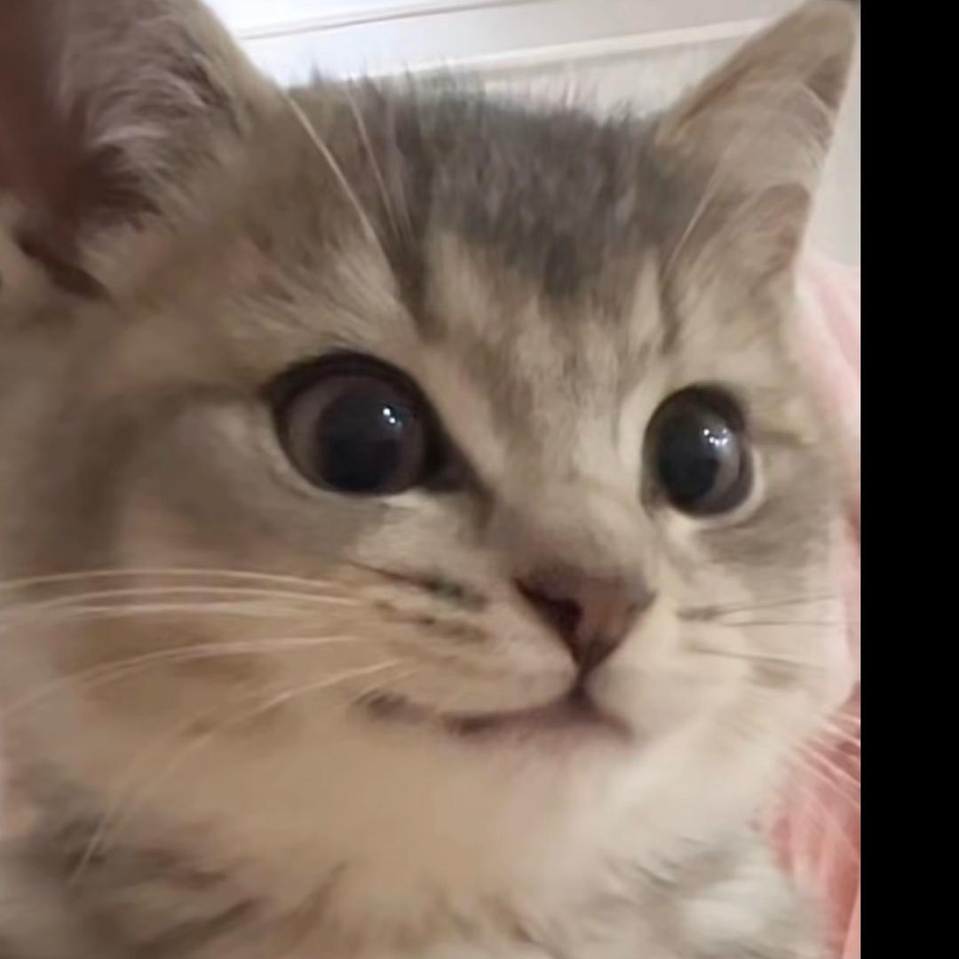 金职05猫meme