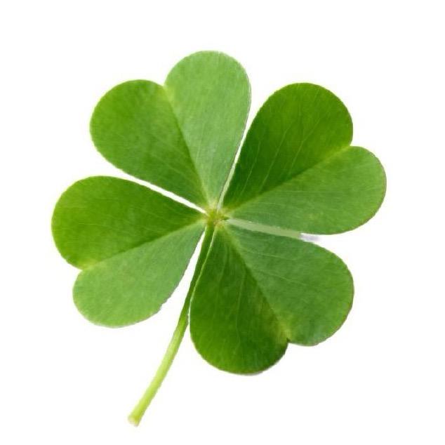 打倒香菜🌿（爱上香菜版