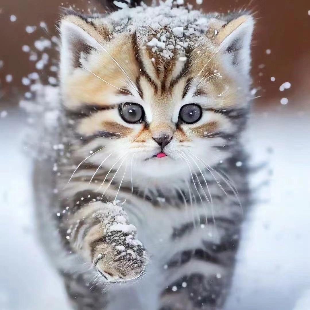 甜心猫舍🐱