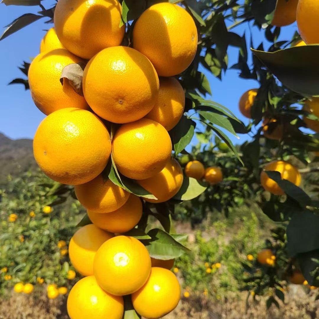 虹姐好物
