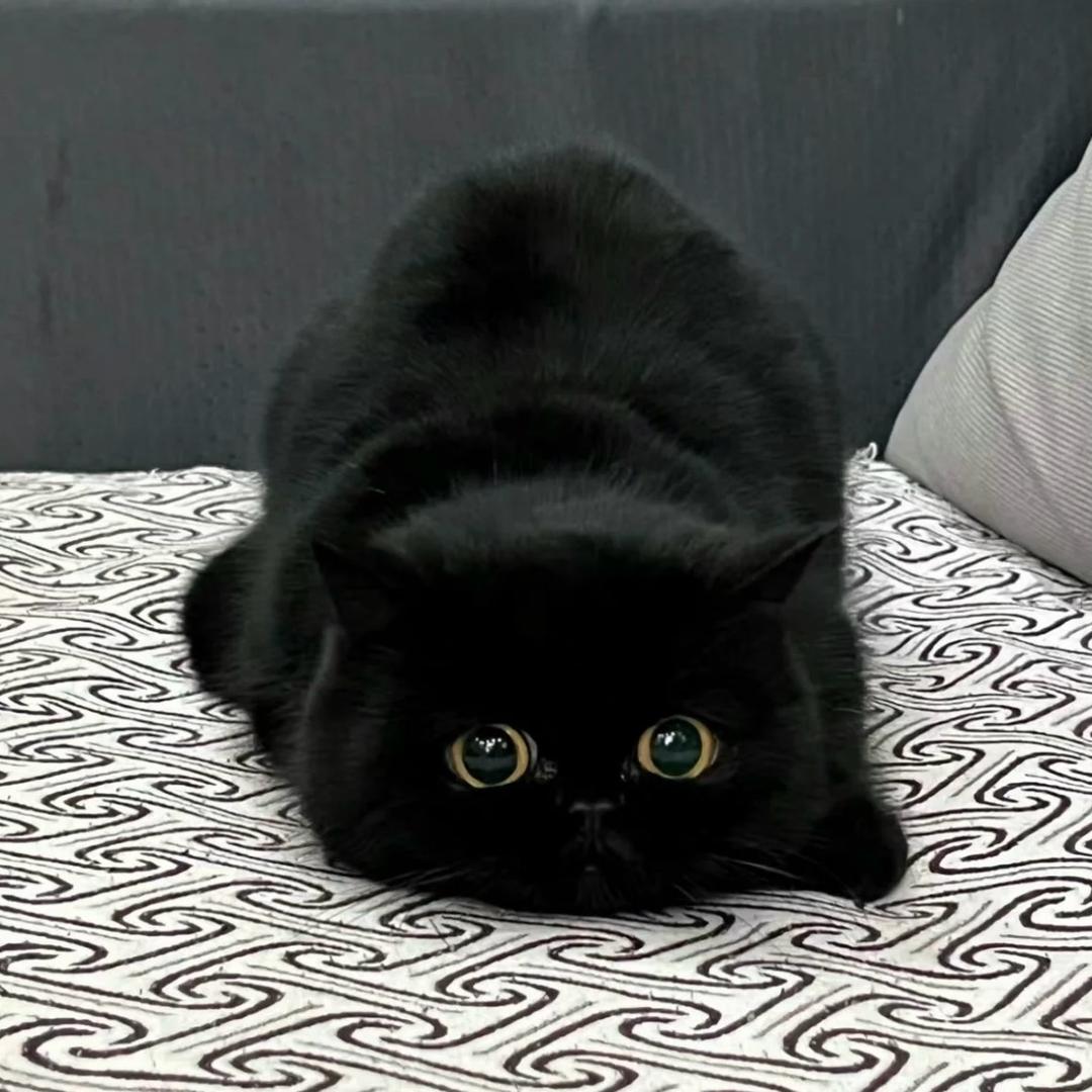 琢