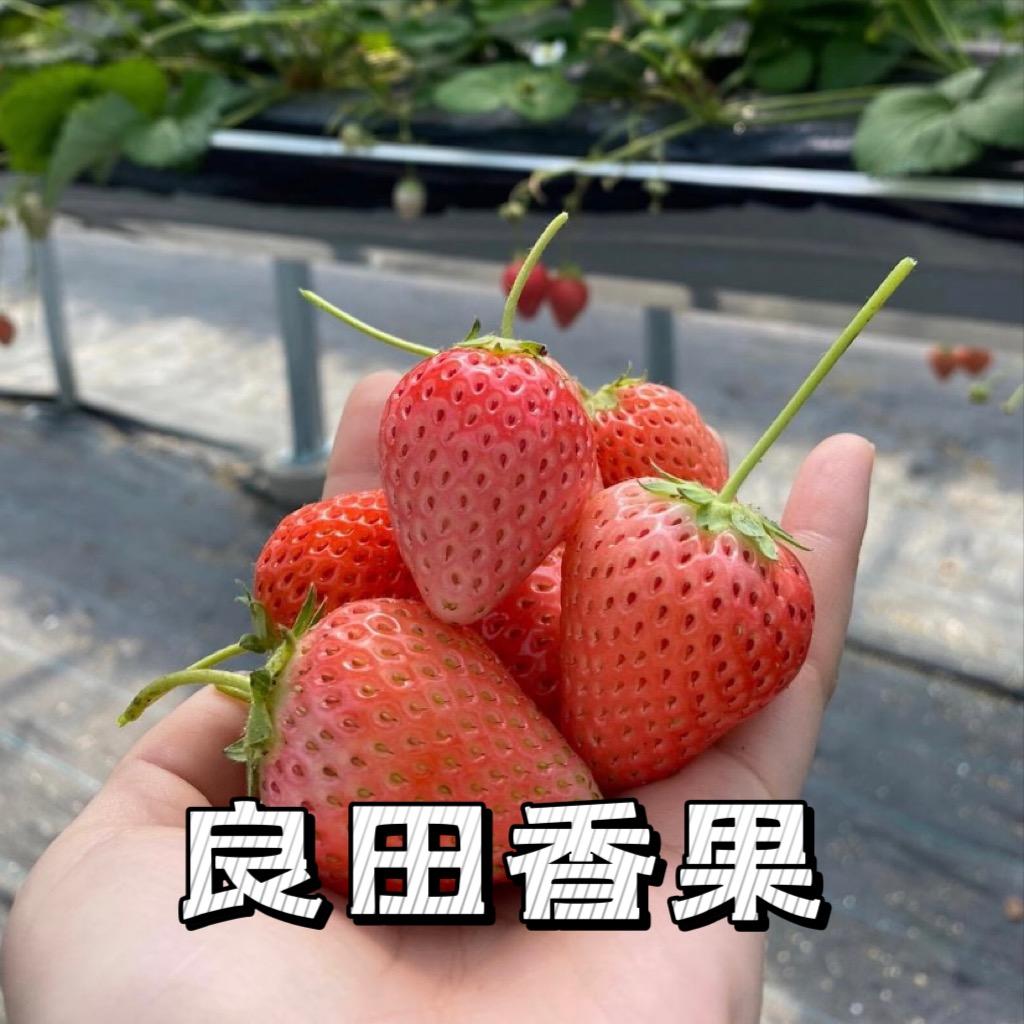 姣亦鲜（良田香果）