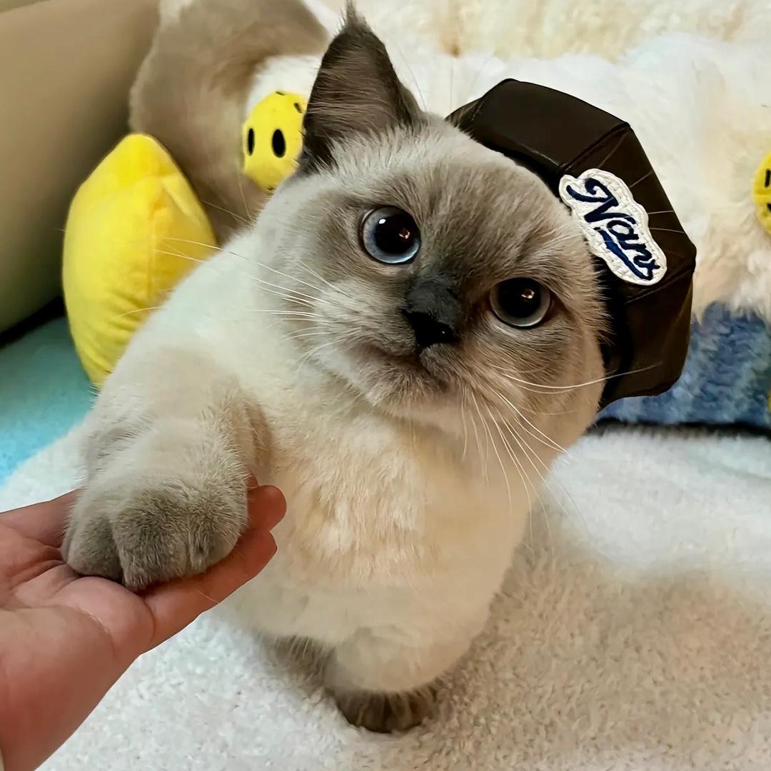 神探喵喵侠