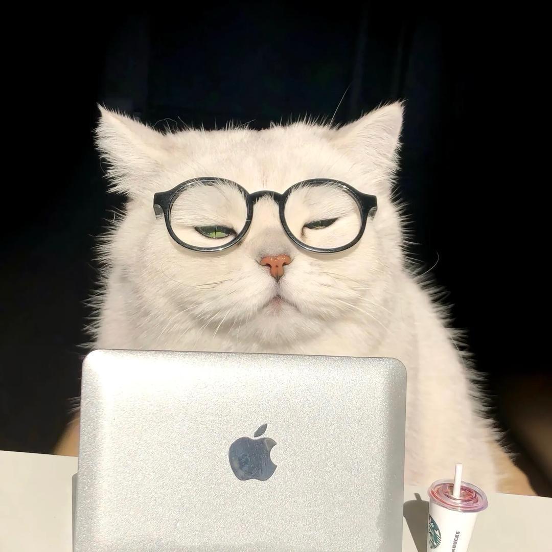 .猫der～