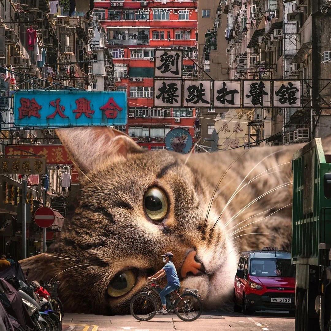 野猫、