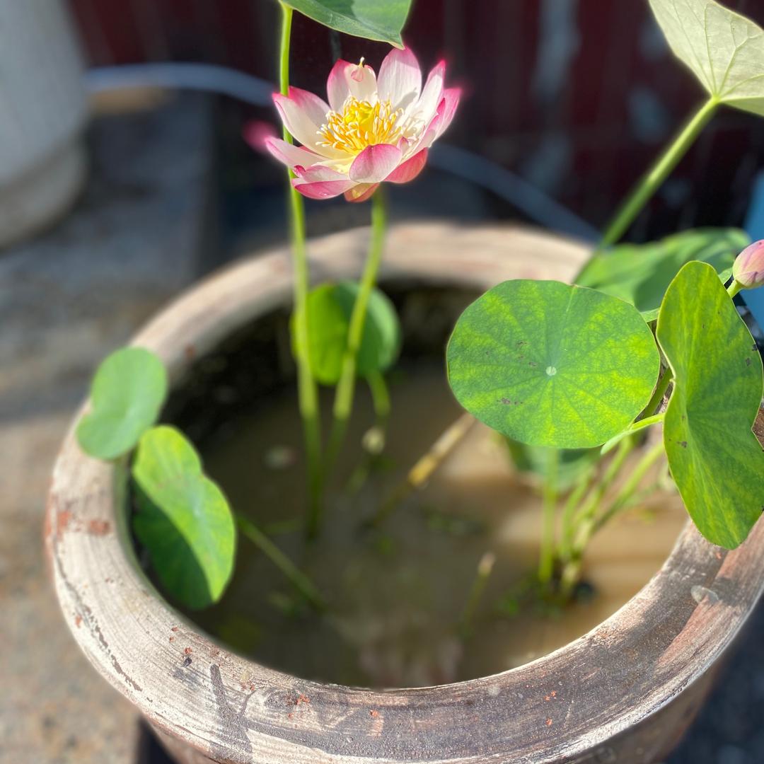 蝶舞天涯