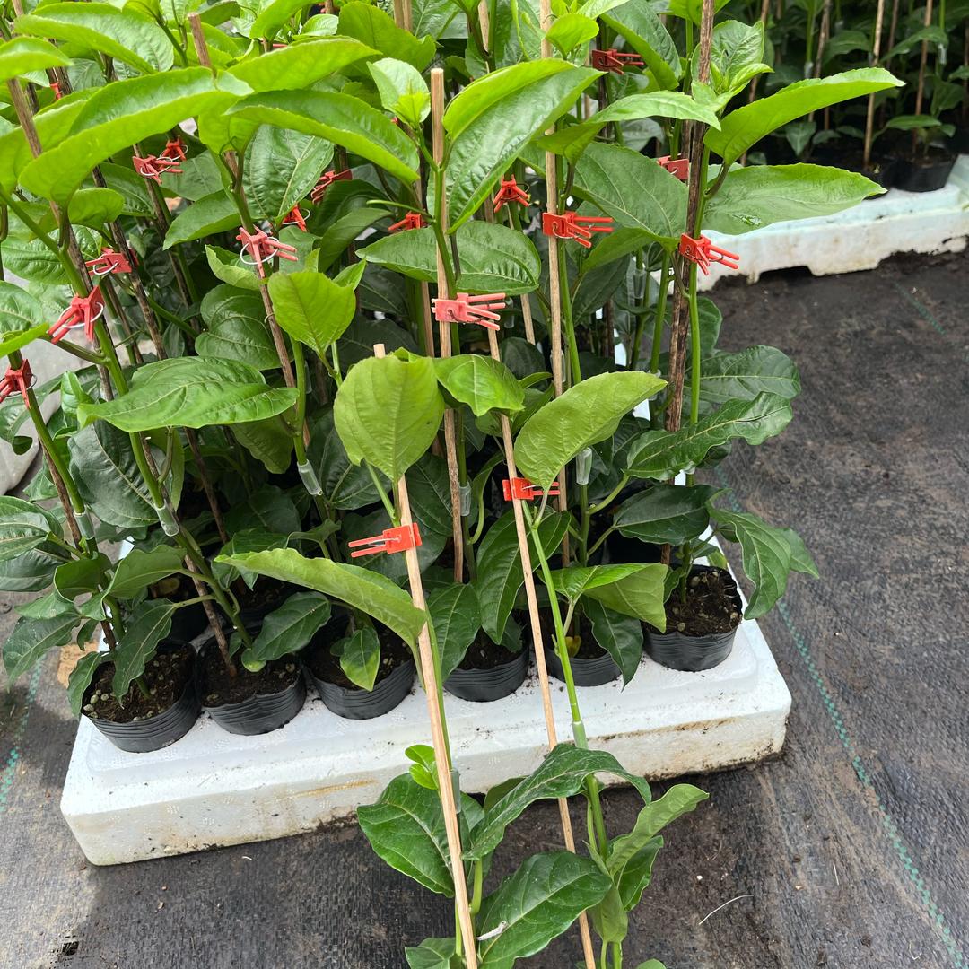 百香果苗木专业批发