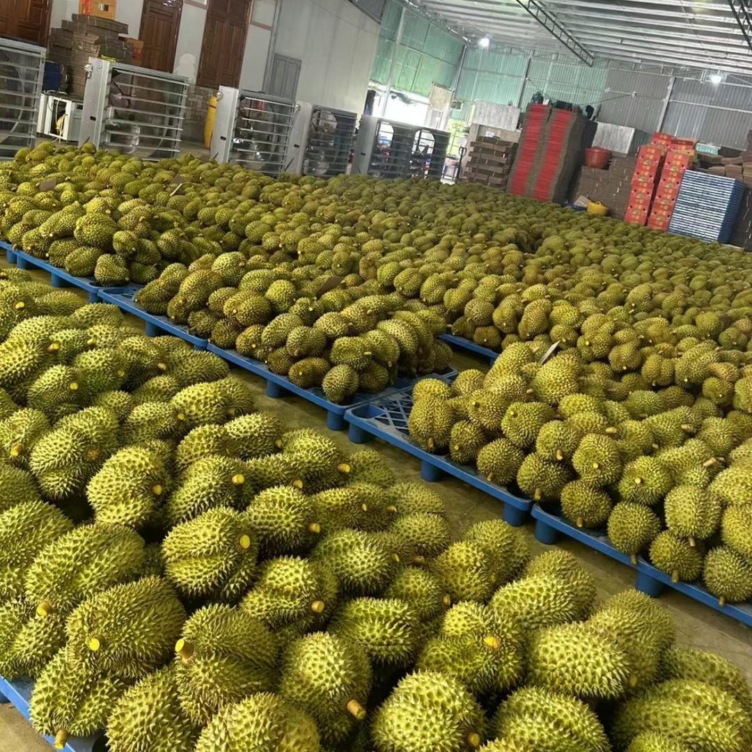 爱吃榴莲的小宇宙