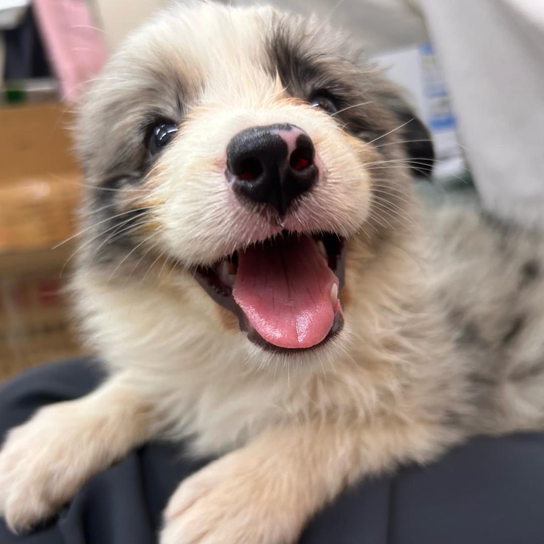 晓晓萌宠日记（每天晚九点—十二点直播）