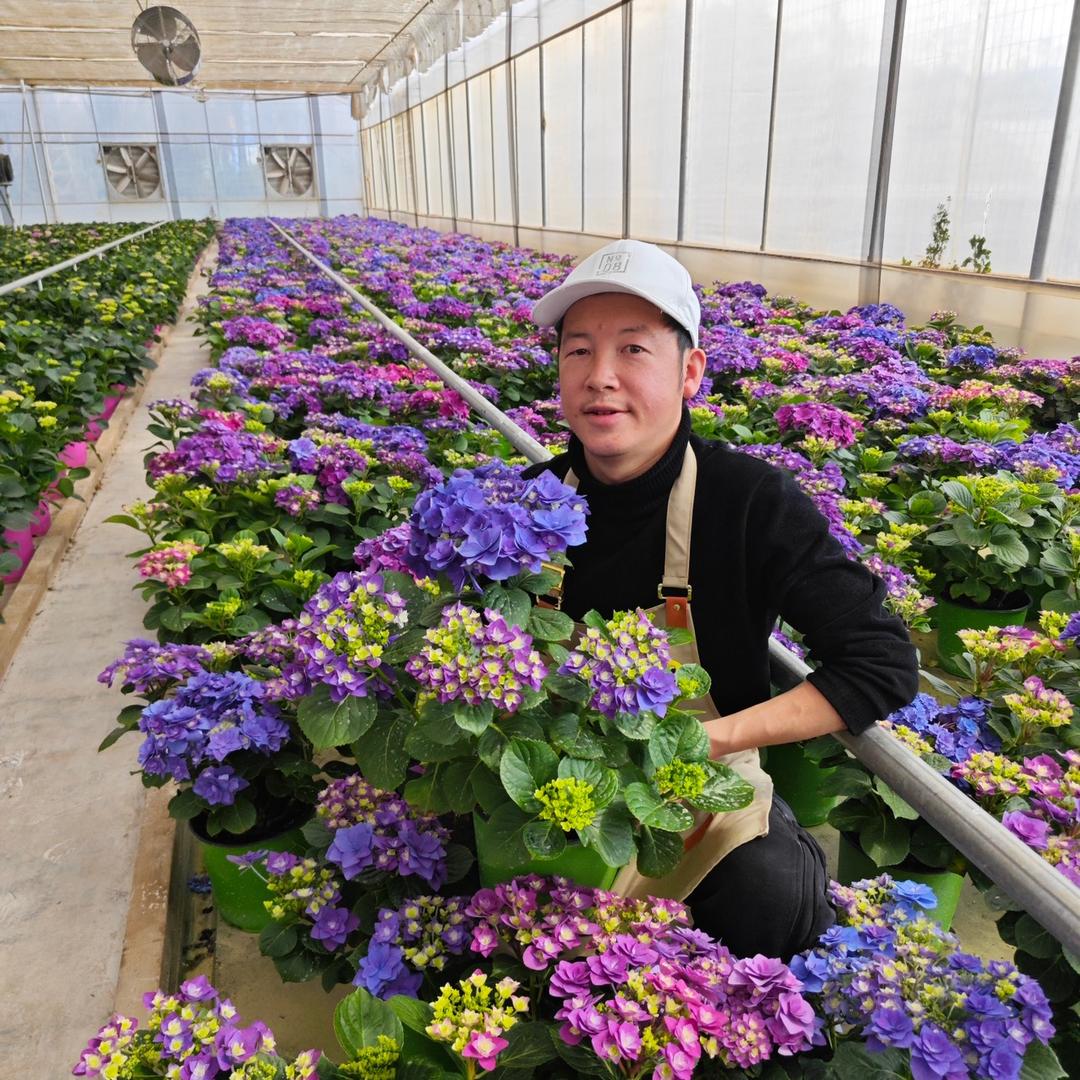 金霖花卉