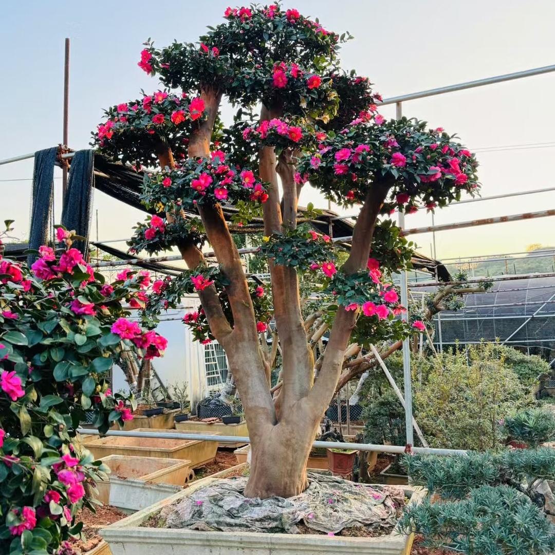 不凡果树苗木专营店