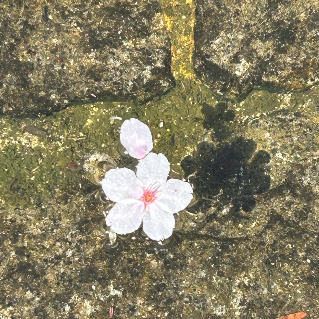 宁子