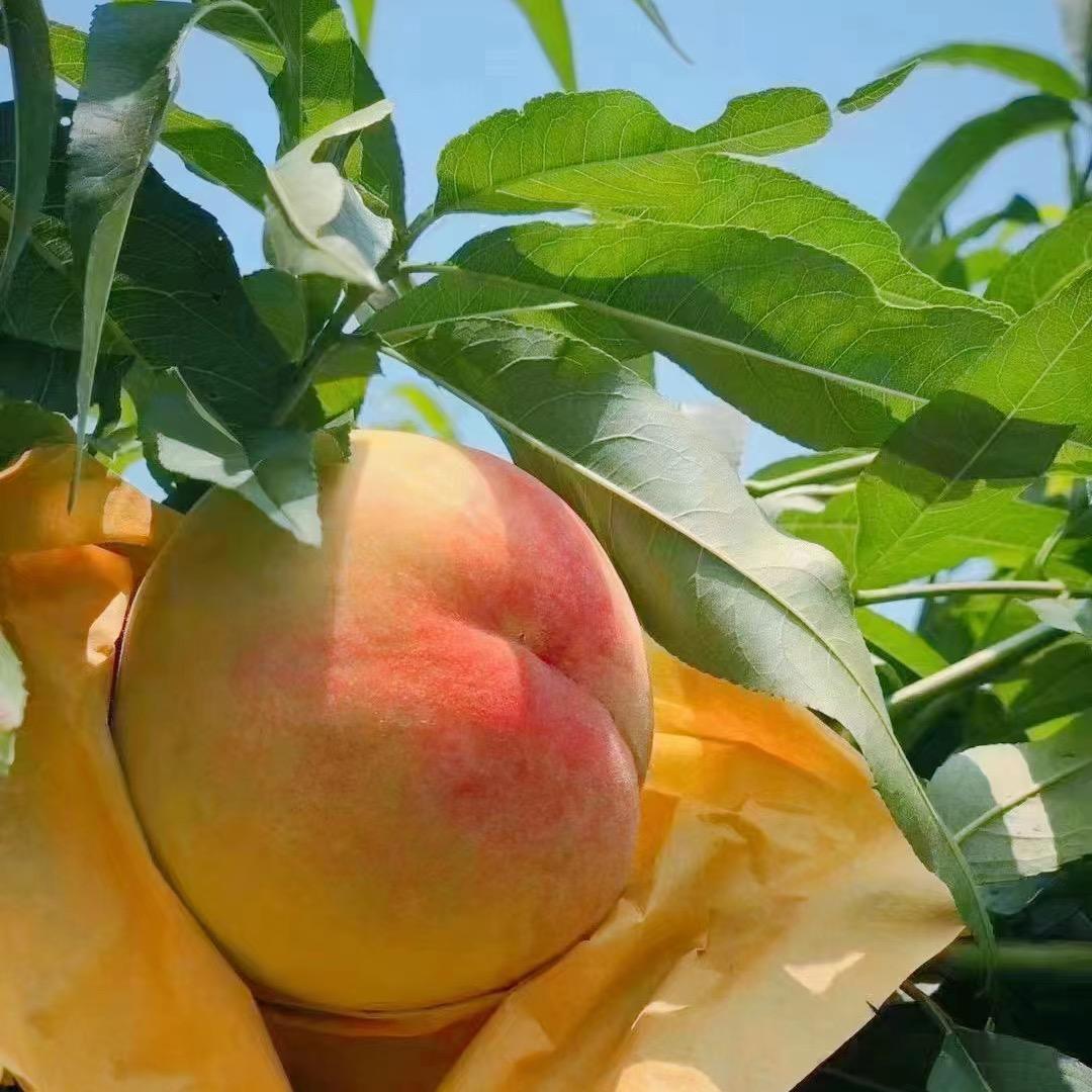 桃你欢心(阳山水蜜桃)