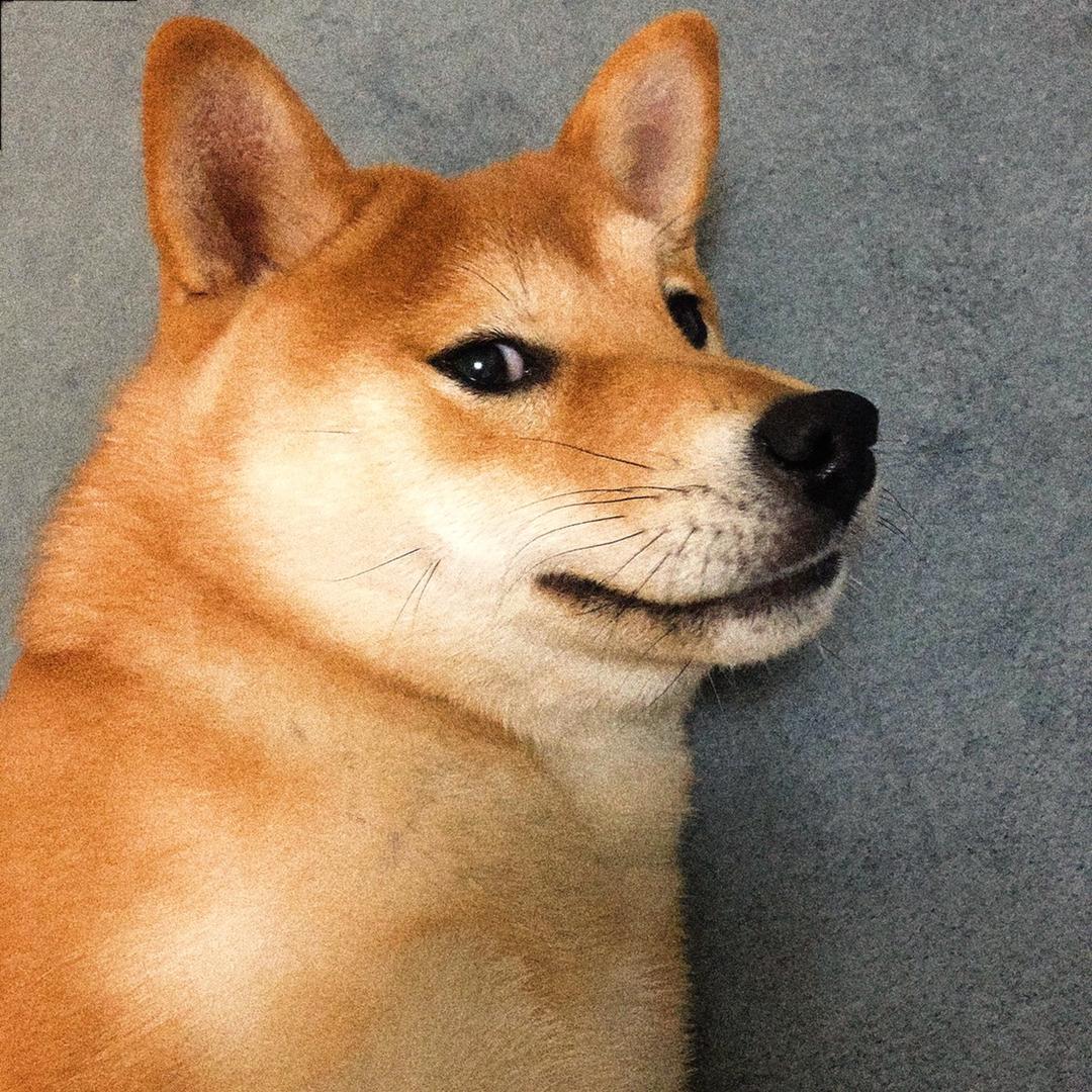 钢镚儿是条柴