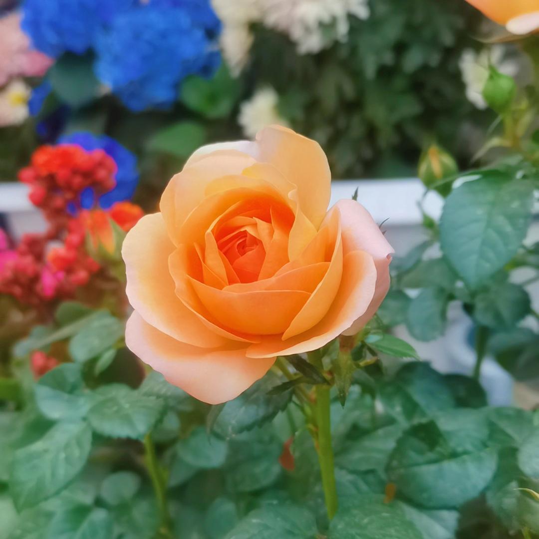 柚花离海