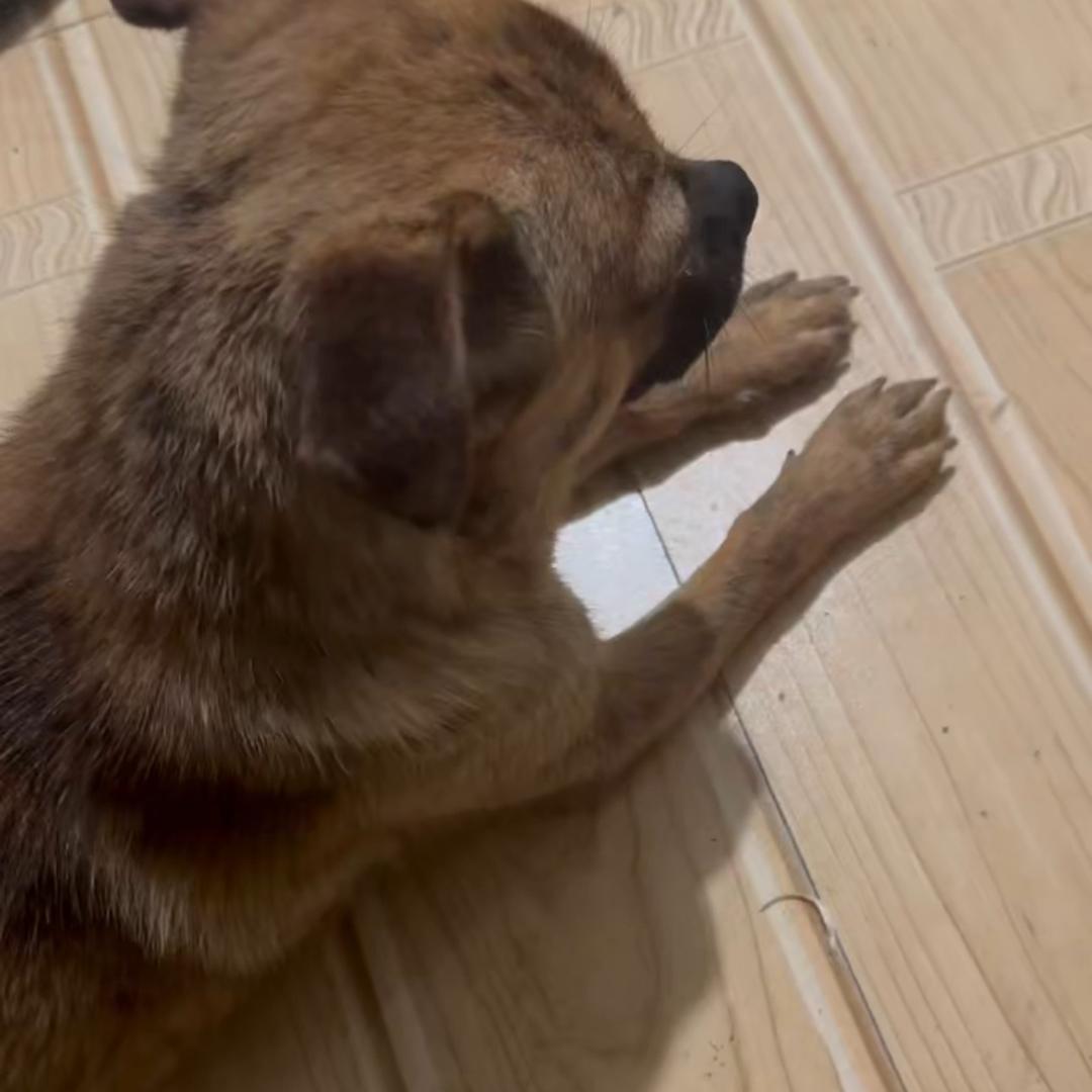 章鱼小丸子