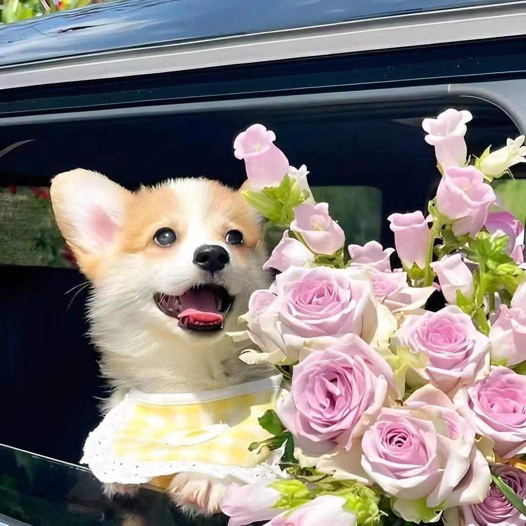 卷卷的发尾