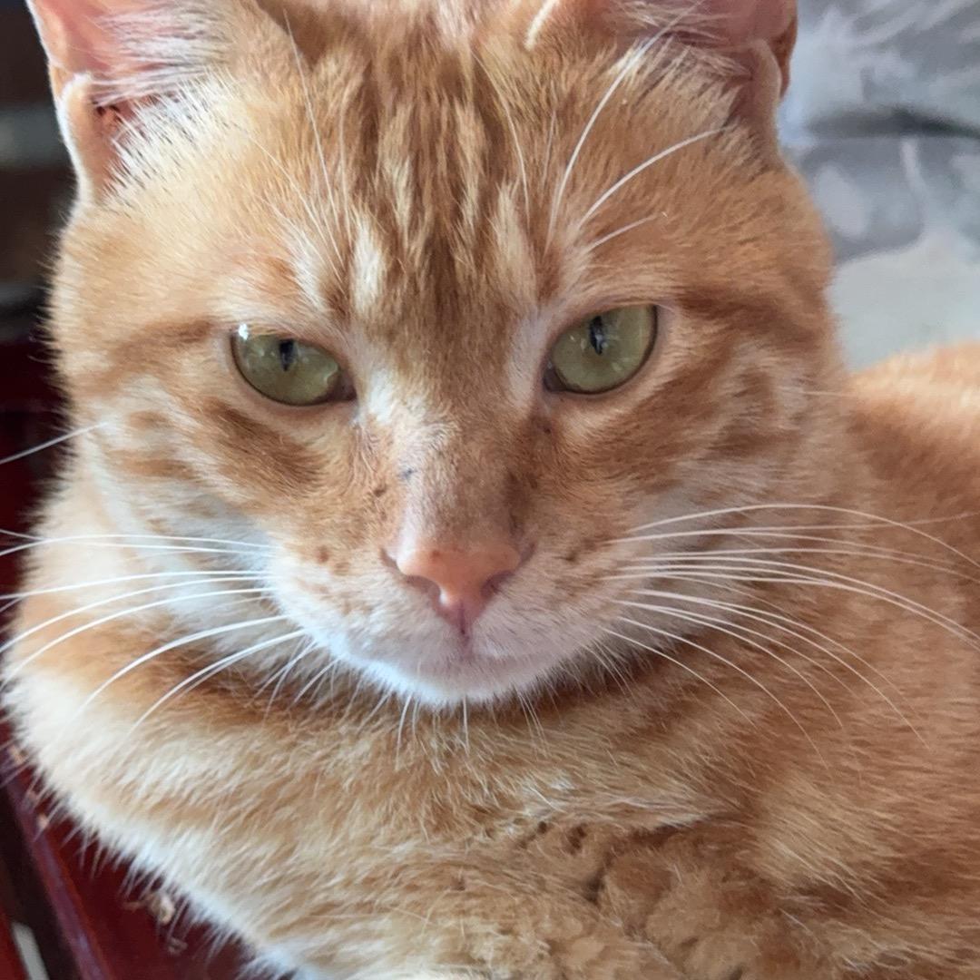 牛米也与金紫啧